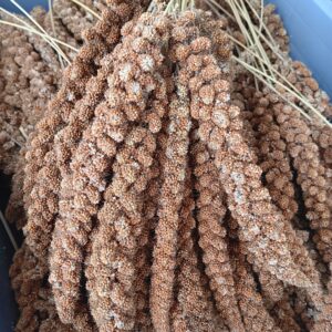 Kolbenhirse China rot