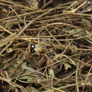 Echinacea (Sonnenhut), getrocknet